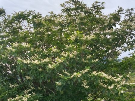 13:10　白い花をつけた木