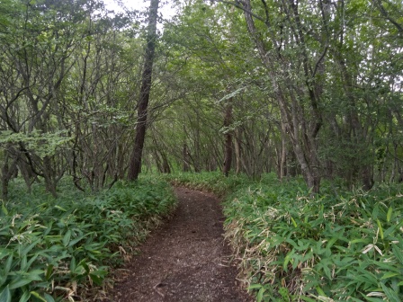 13:15　笹原を行く