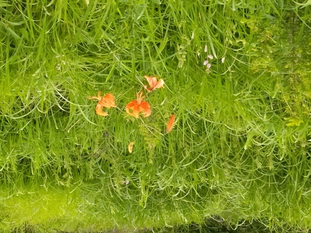 14:06　コオニユリ