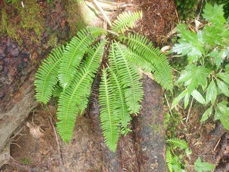 9:05　お気に入りの羊歯、コシダ