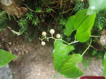 9:16　マイズルソウの実