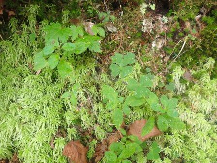 9:21　ミズゴケにミヤマカタバミとゴゼンタチバナ