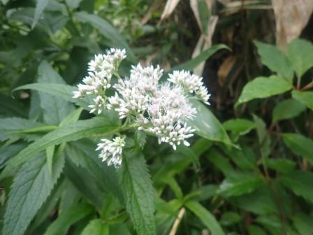 9:36　ヨツバヒヨドリ