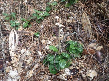 10:31　イチヤクソウ、前の写真から1時間程が経っており、雨足が強くなっているようだ