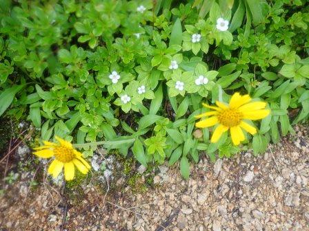 12:50　ゴゼンタチバナとウサギギク