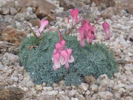 6:29　そこかしこに、ガレ場に花咲く、コマクサの群落