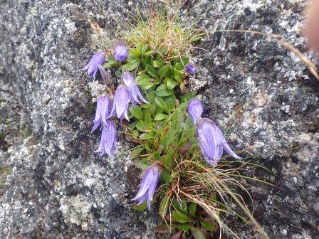 7:14　そこかしこの岩場にチシマギキョウ