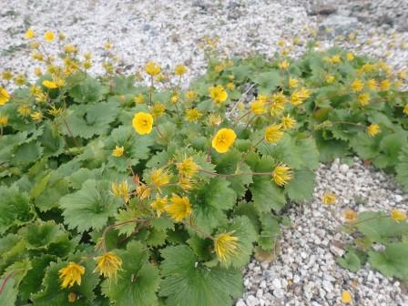 7:17　ダイコンソウ