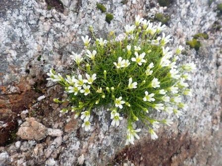 7:25　タカネツメクサ