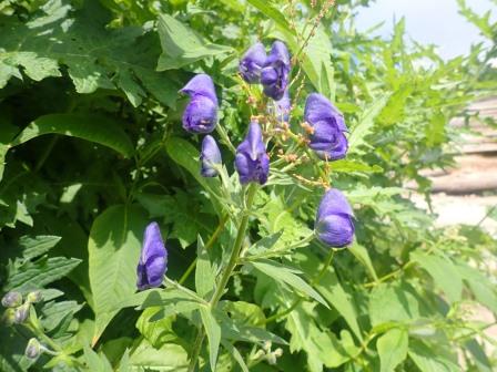 9:24　山小屋を少し降りたところのお花畑で、トリカブト