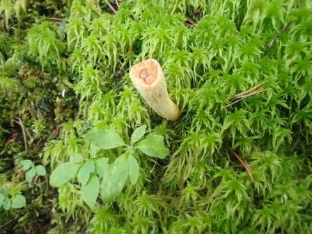 12:55　ウスタケの幼体かな