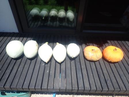 8月2日（金）　自生え南瓜の収穫、白色は白皮栗南瓜、橙色は奥会津金山赤南瓜かな