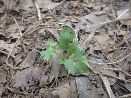 春のパクチーのこぼれ種からの発芽