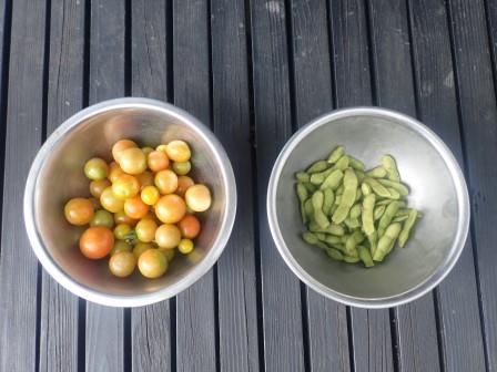 自生えミニトマトと緑っぽい莢がまだ残っていたので、多分枝豆の最後の収穫