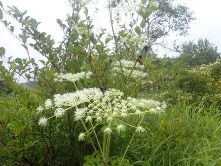 9:22　八島ヶ原湿原　シシウド