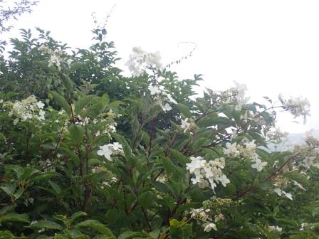 9:24　ノリウツギ、「かつて製紙用に、この木の樹皮から糊を採ったことに由来する」とのこと