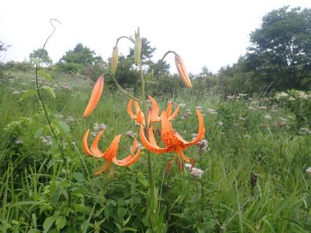 9:28　コオニユリ