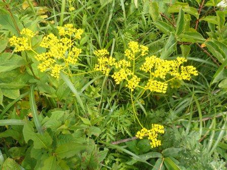 9:28　オミナエシ