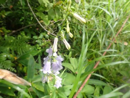 9:29　ツリガネニンジン