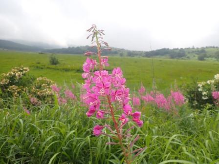 9:37　ヤナギランの群落