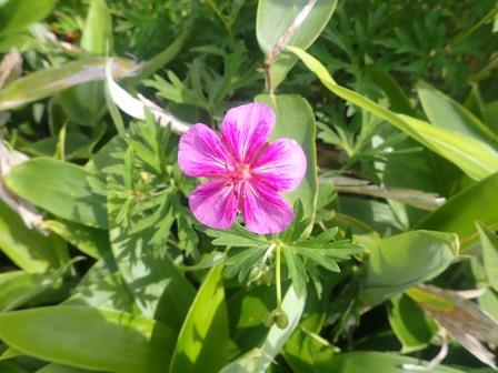 9:51　アサマフウロ　初見