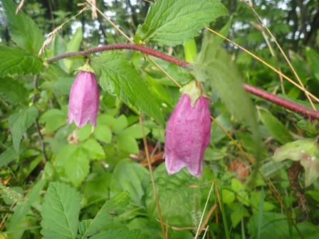 9:59　ホタルブクロ