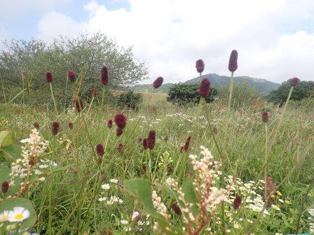 10:06　ワレモコウ