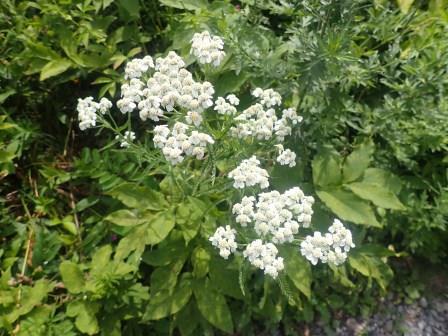 10:12　ヤマハハコ