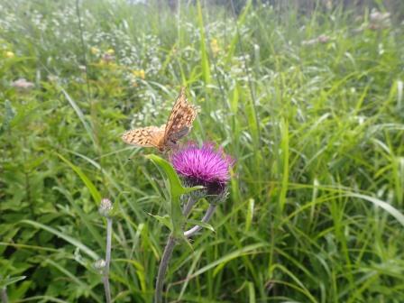 10:13　アザミにヒョウモンチョウ