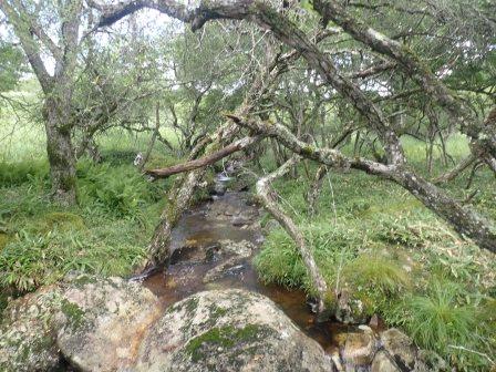 10:21　湿原を潤すであろう沢