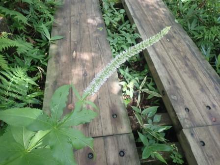 10:29　木道にシロバナクガイソウ