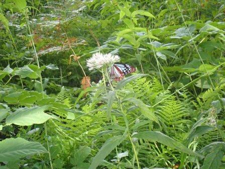 10:32　ヨツバヒヨドリにアサギマダラ