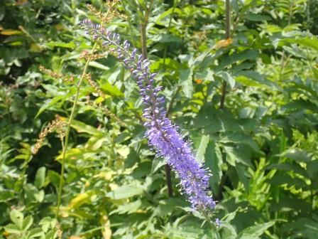 10:33　紫色なのがクガイソウ