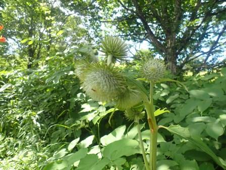 10:42　ハバヤマボクチ