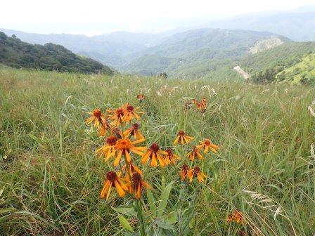 11:42　コウリンカ