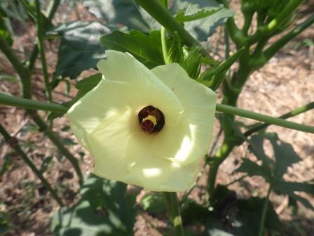 妖艶なオクラの花