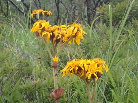 9:14　八子ヶ峰　そこかしこに、鹿に食されないマルバダケブキの群落