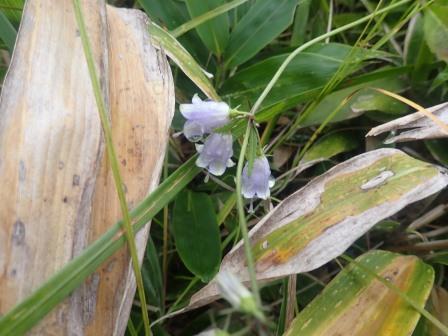 9:23　ツリガネニンジン