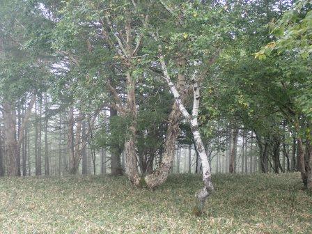 9:38　林に霧がかかっていた