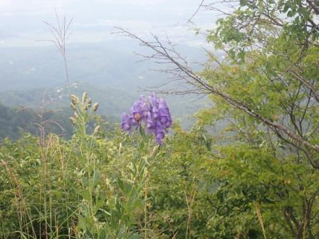 10:05　一株だけ鳥兜を見つけた