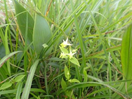 10:23　ハナイカリ