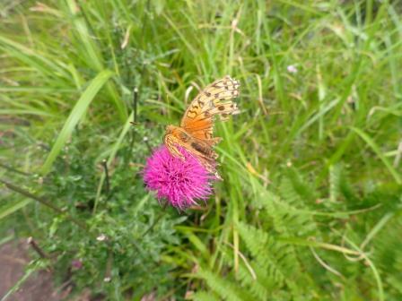 11:06　アザミに羽がボロボロになっているヒョウモンチョウ