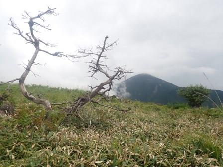 11:14　笹原に朽木、借景は蓼科山