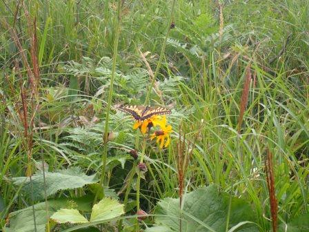 11:45　マルバタケブキにキアゲハ