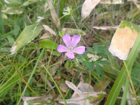 12:15　フウロソウ