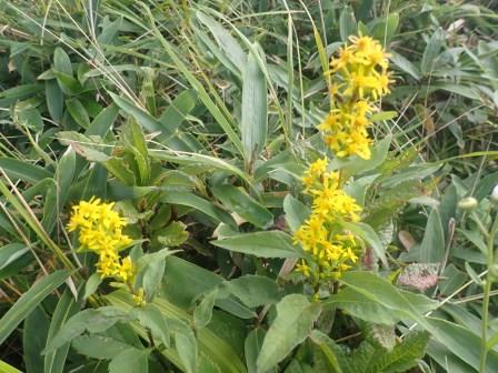 9:00　車山・殿城山　アキノキリンソウ