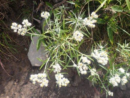 9:05　ヤマハハコ