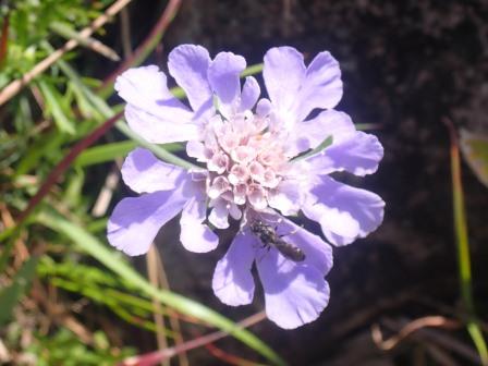 9:48　マツムシソウ