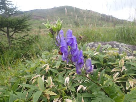 10:10　所々にトリカブト