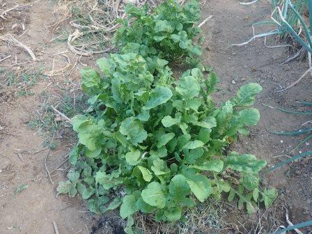 南瓜の下に隠れて育っていた自生えルッコラが元気だ